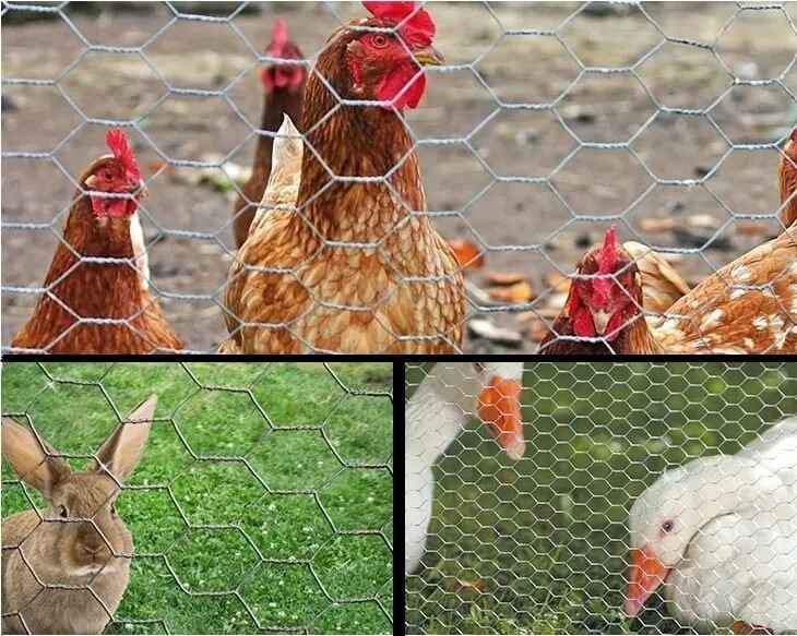 Wire netting (1)