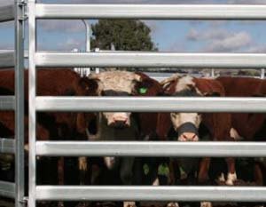 Cattle 300x300
