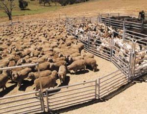 Sheep 300x300